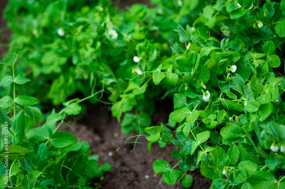 Pea plants can be grown in the garden Growing peas requires proper soil preparation and care. Picking fresh and tasty peas from your own garden is profitable.