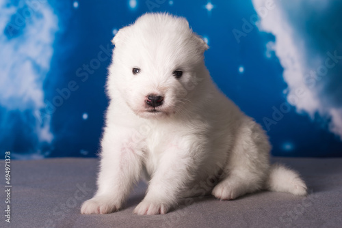 White fluffy small Samoyed puppy dog is on blue background