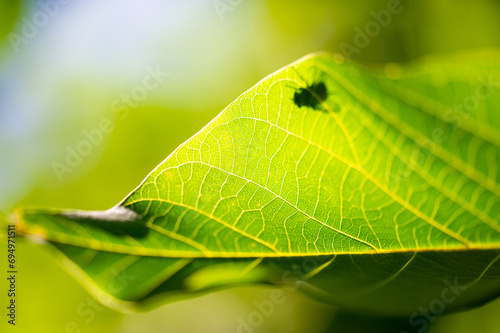 green walnut leaf symbol of youth and growth Represents fertility and abundance. Used in traditional medicine for its health benefits. Can be used as a decorative element in various crafts.