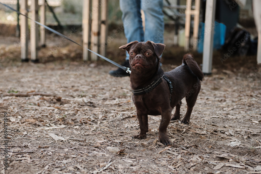 A cute portrait of a Petit Brabancon dog in nature. Puppy pet concept. Black little dog in a park. Petit Brabancon or Belgian Griffon. A cute portrait of a Petit Brabancon dog in nature. Puppy pet concept. Black little dog in a park. Petit Brabancon or Belgian Griffon.