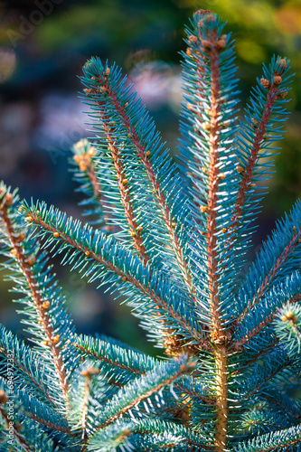 Blue spruce is a type of coniferous tree. It is known for its distinctive blue-green needles. Blue spruces are commonly used as Christmas trees. They can also be planted as ornamental trees