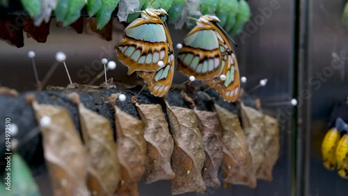 Large group of beautiful yellow, white and orange abstract colored Painted Jezebel butterflies emerging from their chrysalis form, under palm fronds, ready to begin their life as butterflies. photo