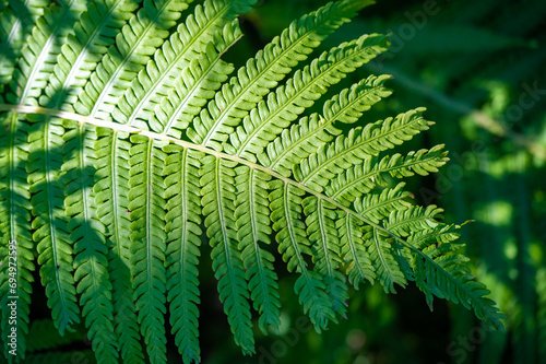 Celebrate the beauty of nature with a fern leaf. A vibrant green leaf that symbolizes life and freshness. Nature is an art. Appreciate the beauty of a fern leaf Green leaf love embraces natural beauty