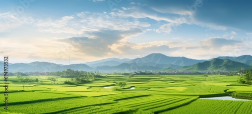  lush green rice paddy field with vibrant green rice plants