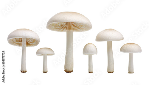 white mushrooms isolated on transparent background cutout