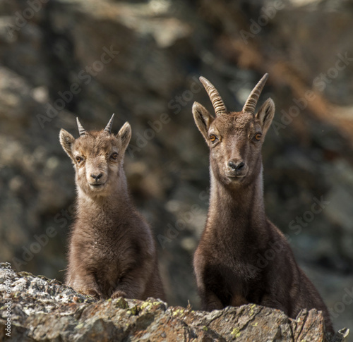 Family portrait of alpine ibex mother and son looking downstream, standing on rocks against rocky ravine background Alps Mountains, Italy. Capra ibex. photo