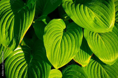 Hosta leaves create a charming and vibrant atmosphere in any garden. Lush Life Green Therapy brings the symphony of nature to your outdoor space. Feel the calming and therapeutic effect