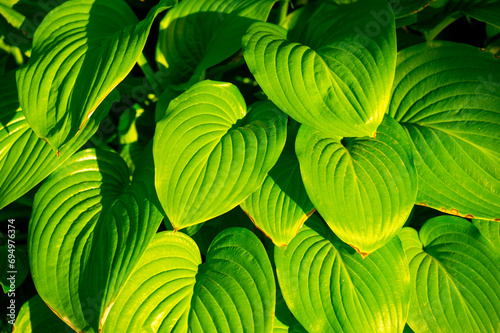 Fototapeta Naklejka Na Ścianę i Meble -  Hosta leaves create a charming and vibrant atmosphere in any garden. Lush Life Green Therapy brings the symphony of nature to your outdoor space. Feel the calming and therapeutic effect