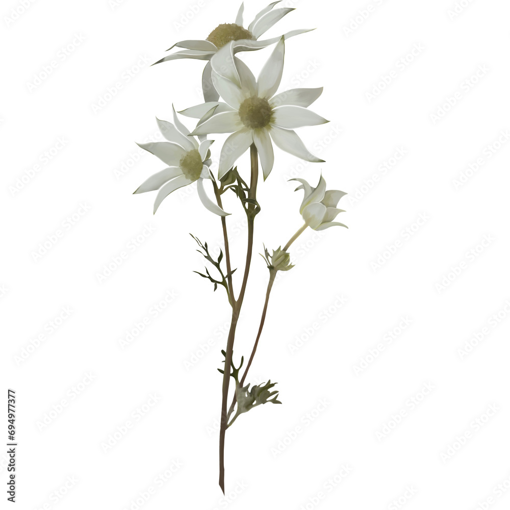 White flower isolated on white