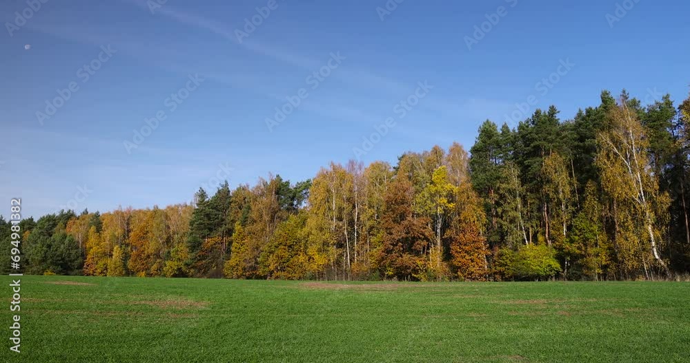 yellowed foliage on birch trees in the autumn season, sunny weather in a birch grove during leaf fall yellowed foliage on birch trees in the autumn season, sunny weather in a birch grove during leaf fall