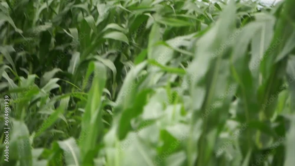 green growing corn on the field green growing corn on the field