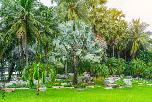 Beautiful view of a tropical rainforest in a monsoon climate with unique palm trees of different types.