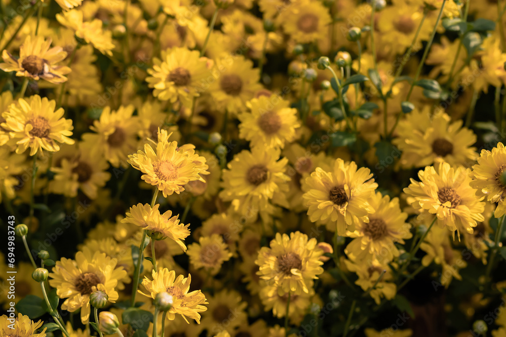 Close up of yellow Chrysanthemum flowers and blurred flower blooming chrysanthemum background. Close up of yellow Chrysanthemum flowers and blurred flower blooming chrysanthemum background.