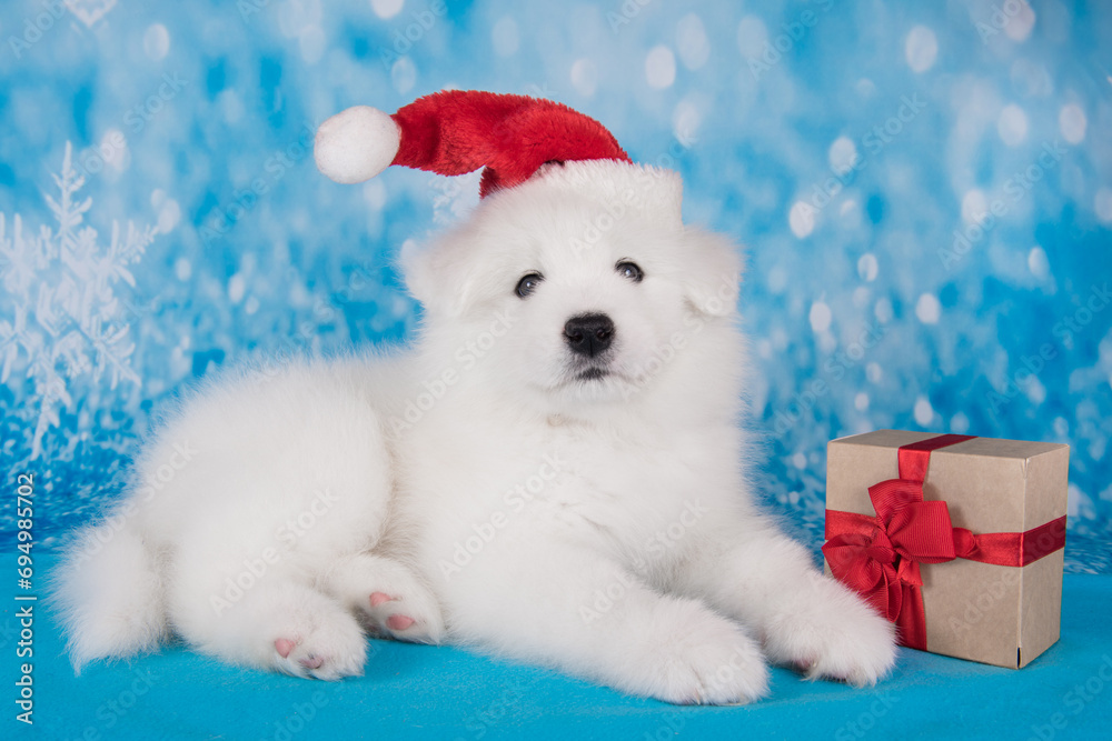 White funny Samoyed puppy dog in red Santa Claus hat with gift White funny Samoyed puppy dog in red Santa Claus hat with gift