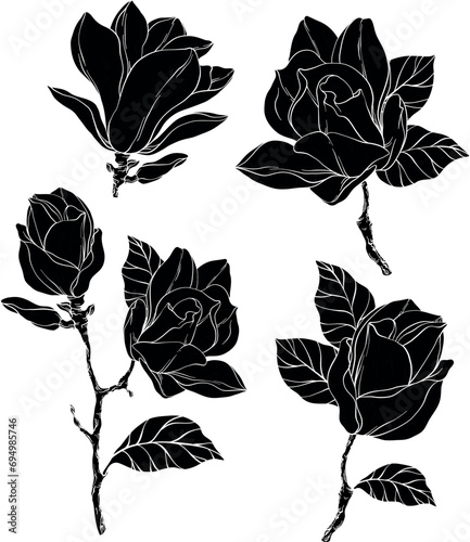 Beautiful magnolia flowers plants silhouettes.