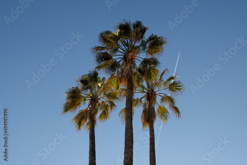 Palm trees centered with blue sky and airplane above