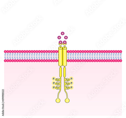 Tyrosine kinase receptor. Dimerization, phosphorylation, activation and cellular response. Cell membrane receptors for ligands as growth factors and cytokines binding. Insulin receptor. vector design