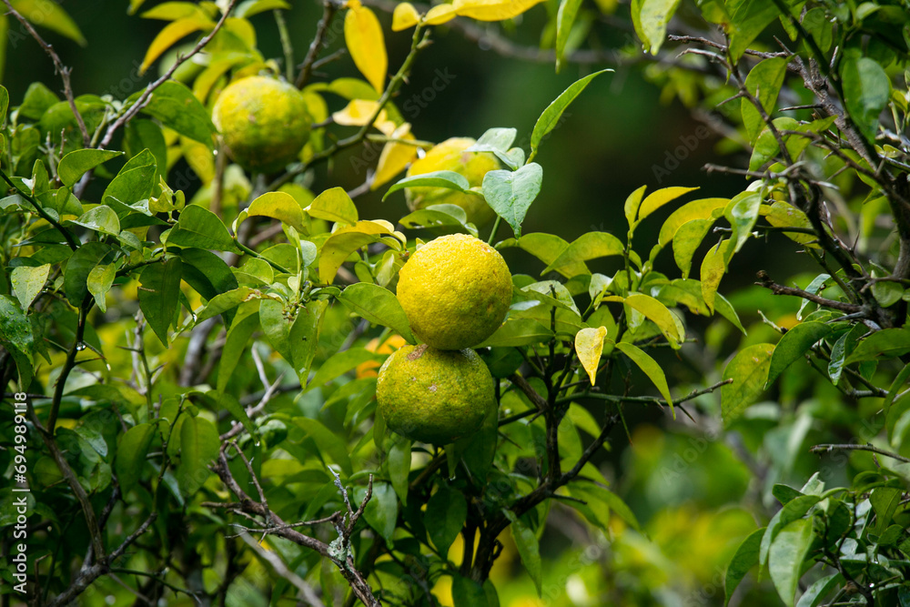 Green and Yellow Yuzu fruit in Japan. Yuzu or Citrus Ichangensis is a citrus fruit native to East Asia. It is a hybrid of the species Citrus ichangensis and Citrus reticulata.