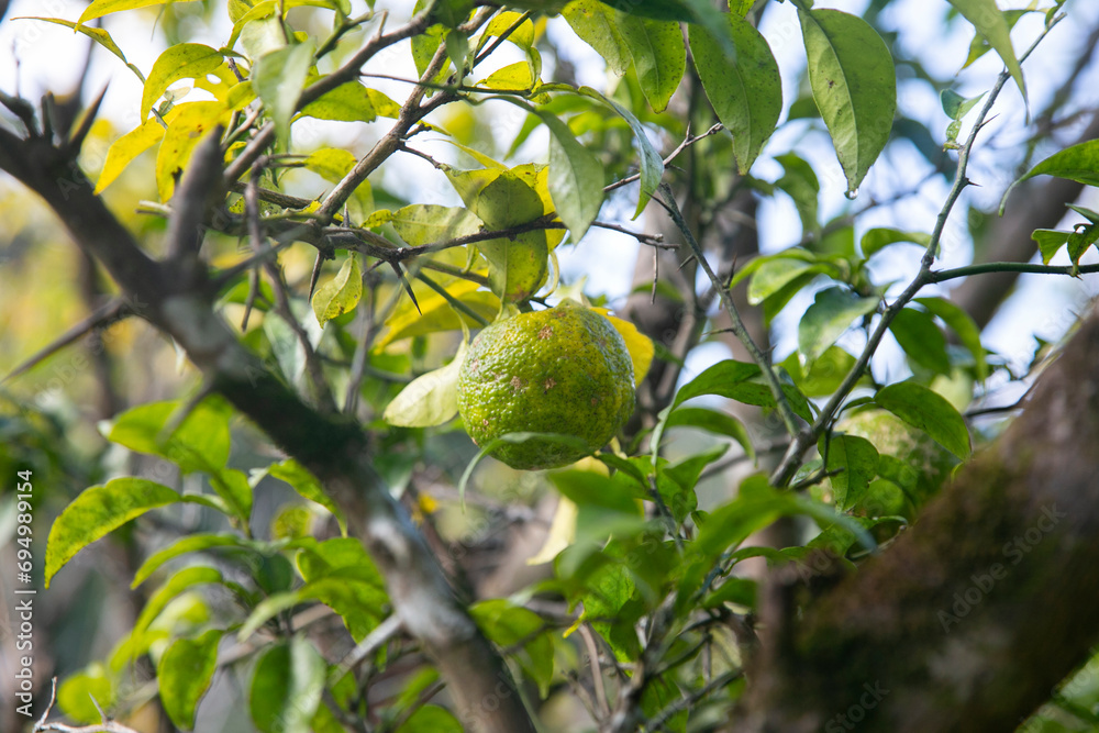 Green and Yellow Yuzu fruit in Japan. Yuzu or Citrus Ichangensis is a ...