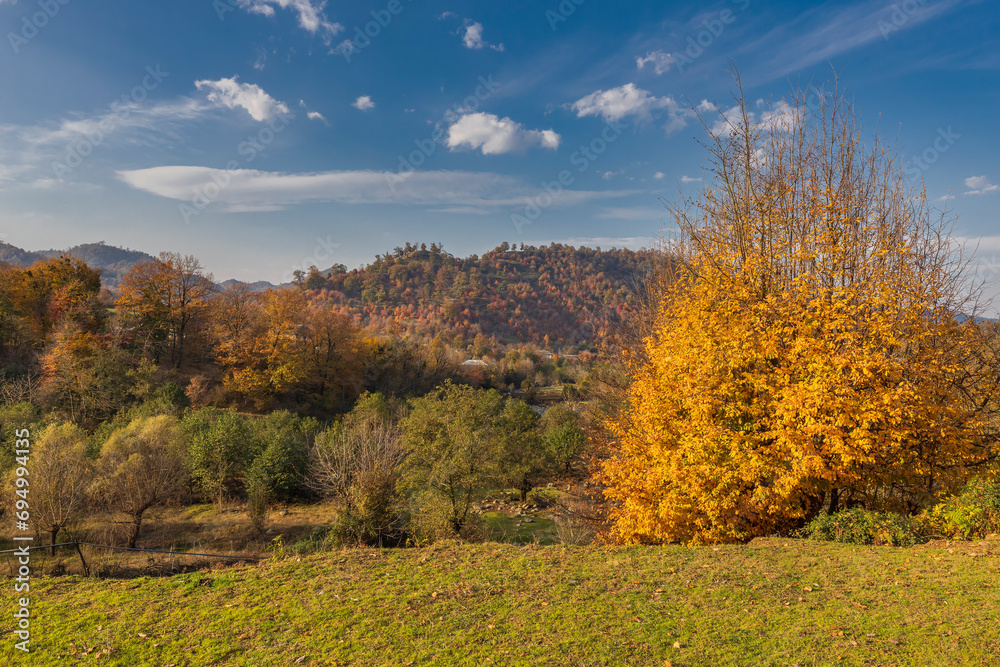 Naklejka premium Nature of the autumn forest. Lankaran. Azerbaijan