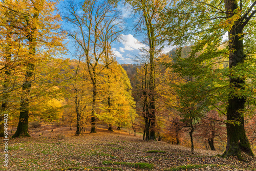 Nature of the autumn forest...