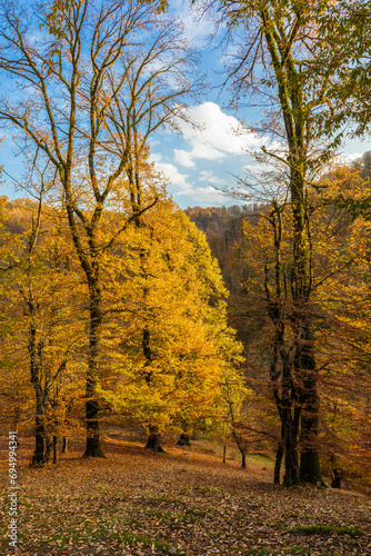 Nature of the autumn forest...