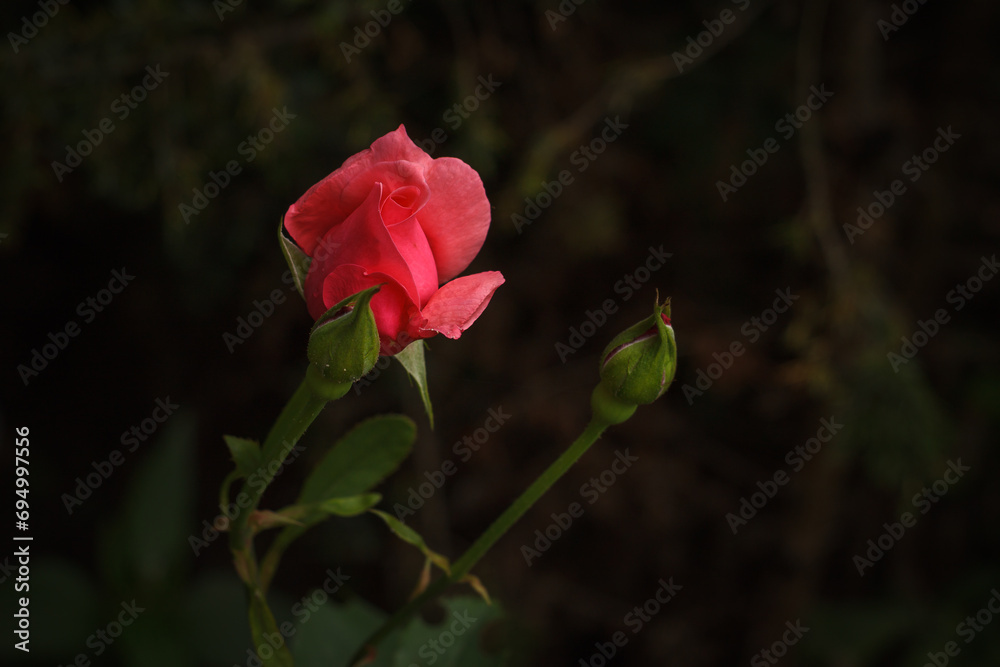 Pink rose among green leaves. Small depth of field (DOF) Pink rose among green leaves. Small depth of field (DOF)