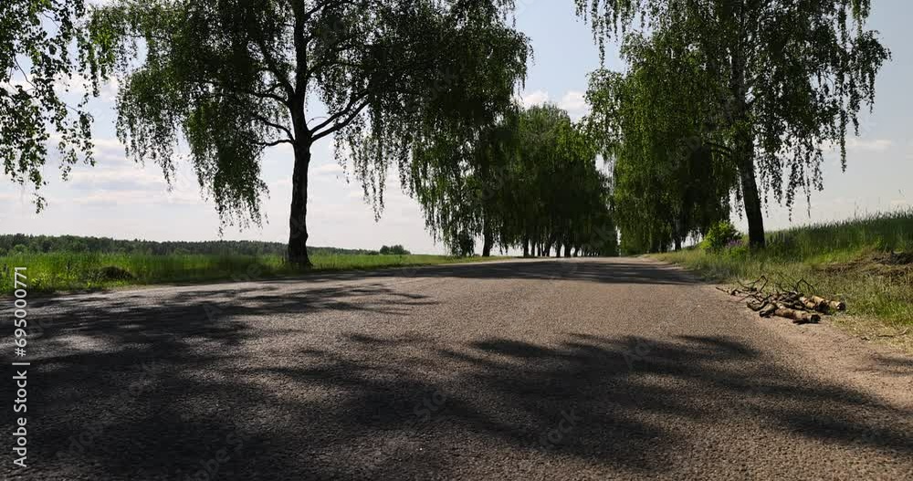 paved road with trees in the forest in sunny weather, trees along the paved road for cars paved road with trees in the forest in sunny weather, trees along the paved road for cars