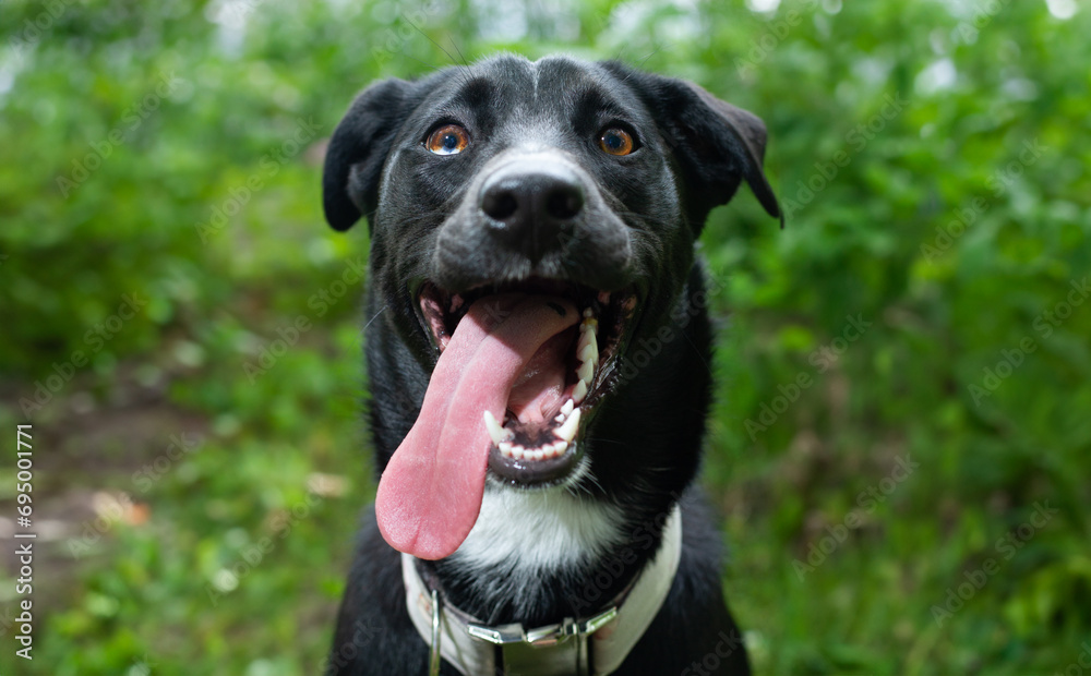 Happy dog with a goofy face and long tongue wants to play. Happy dog with a goofy face and long tongue wants to play.
