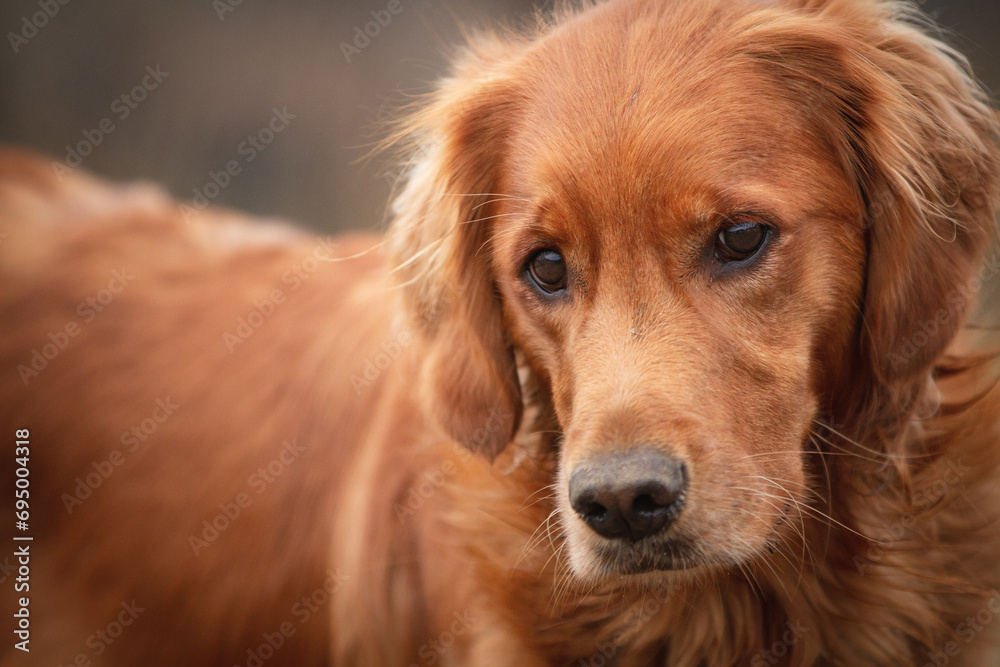 A young retriever puppy gives the camera a bashful look. A young retriever puppy gives the camera a bashful look.