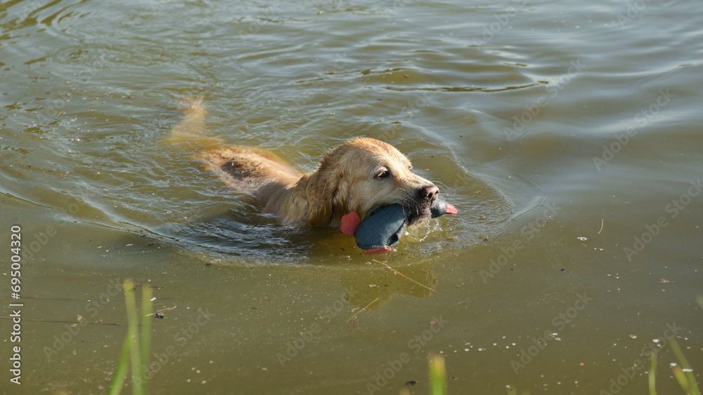 Golden retriever dog swimming in river Golden retriever dog swimming in river
