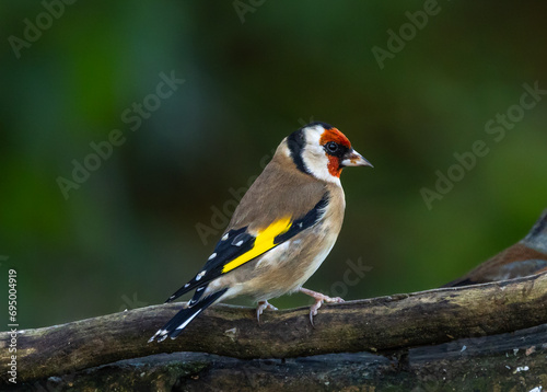 European goldfinch [Carduelis carduelis]