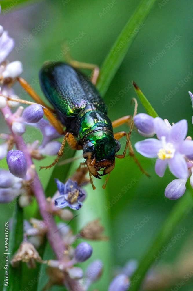 Naklejka premium beetle on a flower