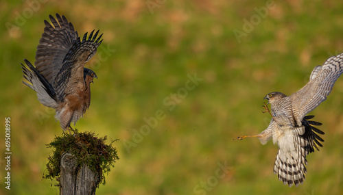 Obraz na plátně Sparrowhawk, male and female