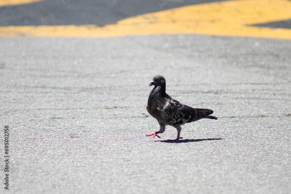 Obraz premium Pombo andando na rua
