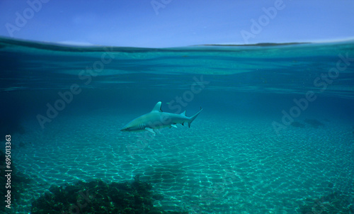 shark swimming in the crystal clear waters on a reef in the Caribbean Sea