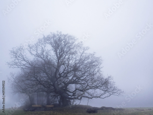 Alte große Eiche am Feld bei Nebel Regen Dunst im Dezember photo