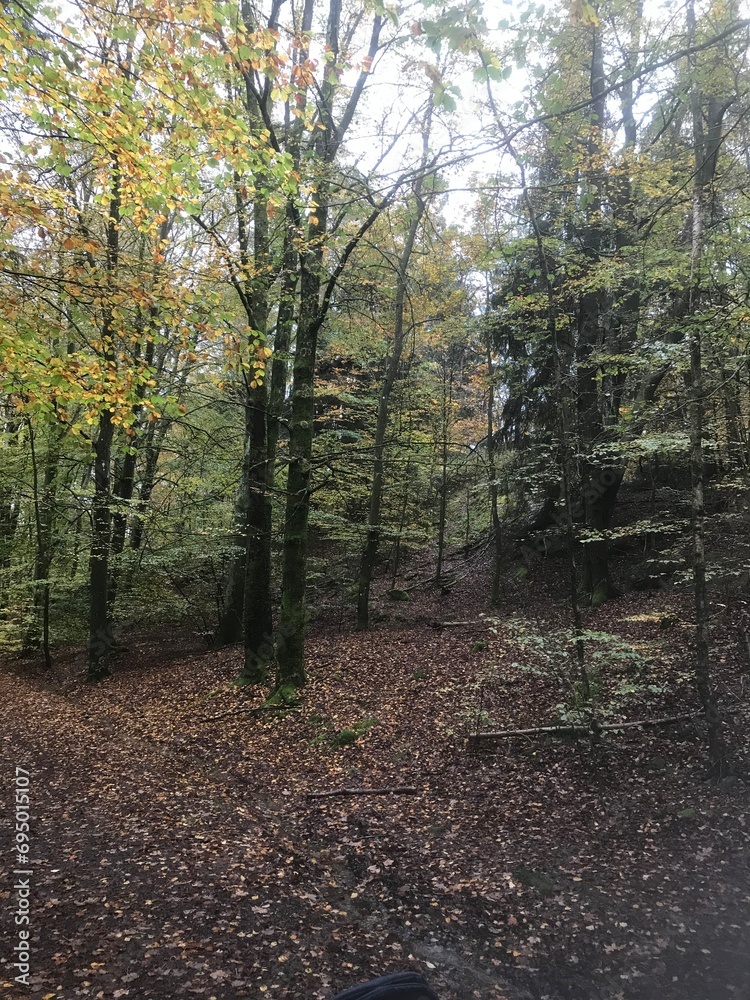 Fototapeta premium autumn in the woods