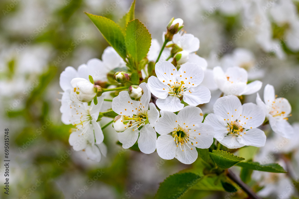 Cherry blossoms. White cherry blossoms on a tree branch on a blurred background