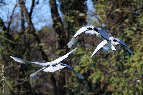 ibis in volo photo