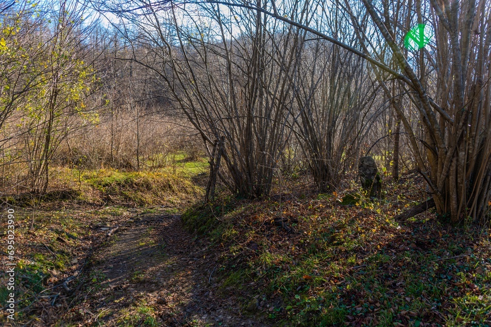 country road near a garden with hazelnut bushes in the Western Caucasus (South Russia) at the beginning of winter on a sunny day in early December