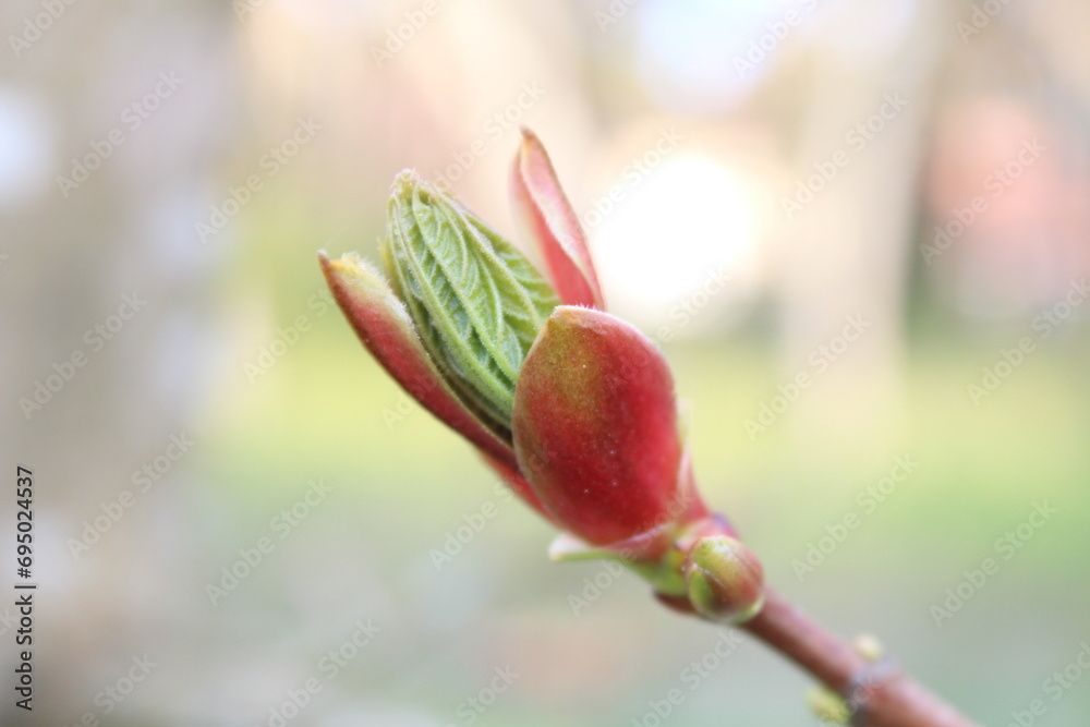 buds of magnolia
