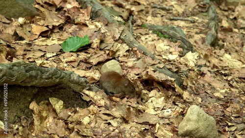 The bank vole is feeding in the forest, Bank vole in the carpathian beech woodland, roden in the forest