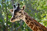 Masai Giraffe - Los Angeles, California