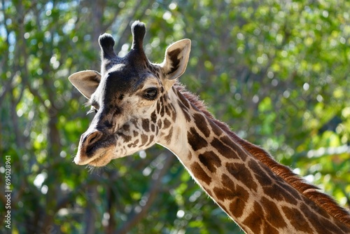Masai Giraffe - Los Angeles, California © Jeremy