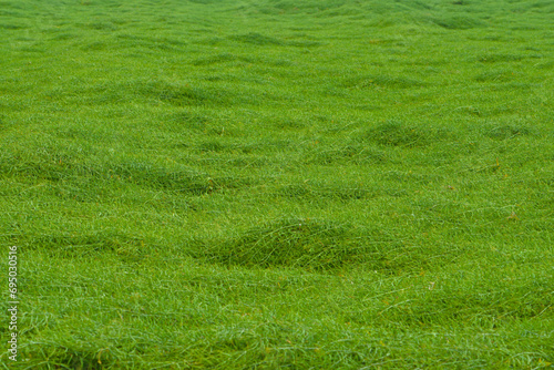 immense carpet of fresh grass