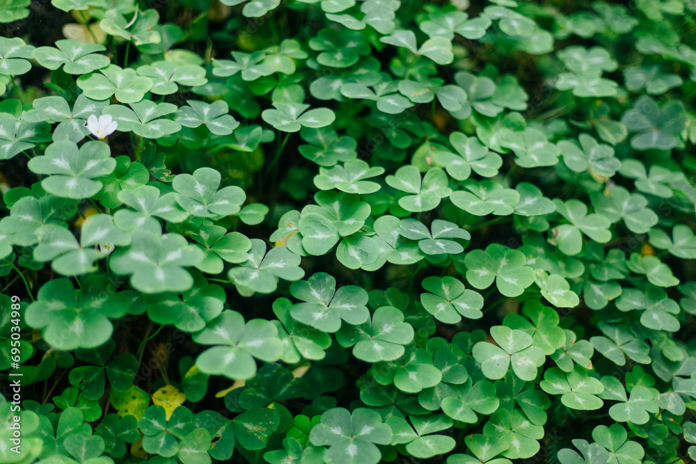Clovers
