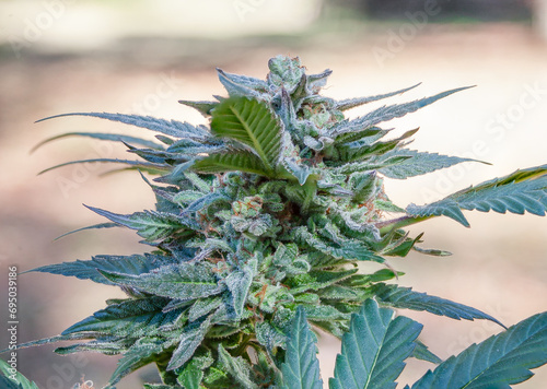 Marijuana Bud