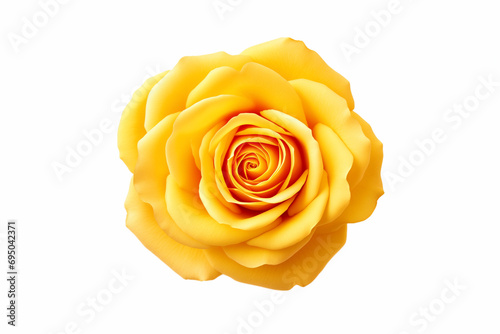 rose flower yellow bud, top view, isolated on white background