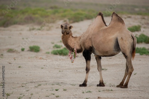 one adult camel standing in the desert of Kazakhstan